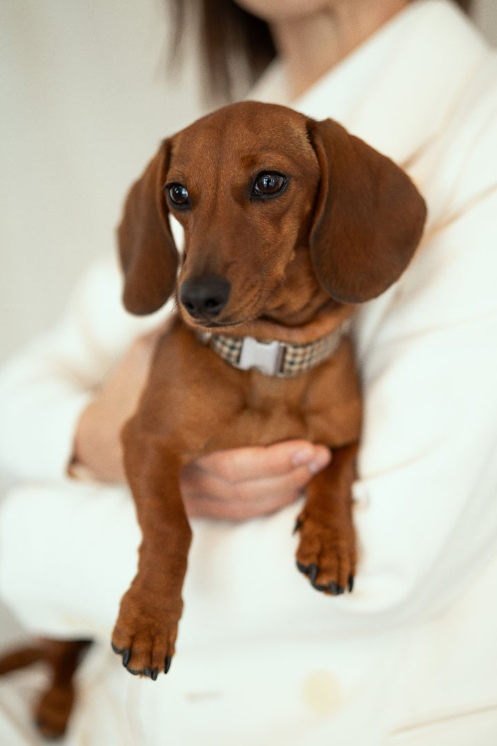 Abogada con su perro durante una consulta en Aligale Abogados, despacho pet friendly en Tui.